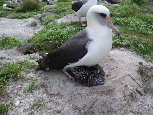 Laysan_albatross_fws_age60in2011