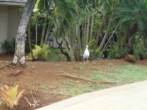 Albatross in someone's front yard in Princeville, Kaua'i