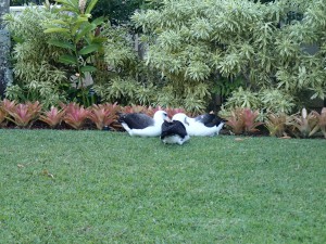 A trio of Laysan albatrosses on a beautifully manicured lawn.