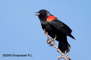 Male red-winged blackbird in display posture