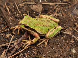 Most Pacific chorus frogs don't live in trees