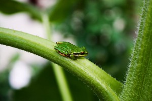 Pacific chorus frog (Pseudacris regilla) on the stem of a sunflower