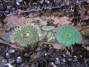 Anthopleura sola (left) and A. xanthogrammica (right) in a shallow pool at Franklin Point.