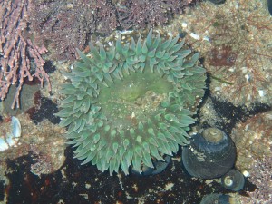 Anthopleura xanthogrammica, photographed at Natural Bridges State Beach