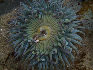 Anthopleura sola, photographed at Natural Bridges State Beach