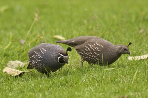 California quail male (left) and female (right)