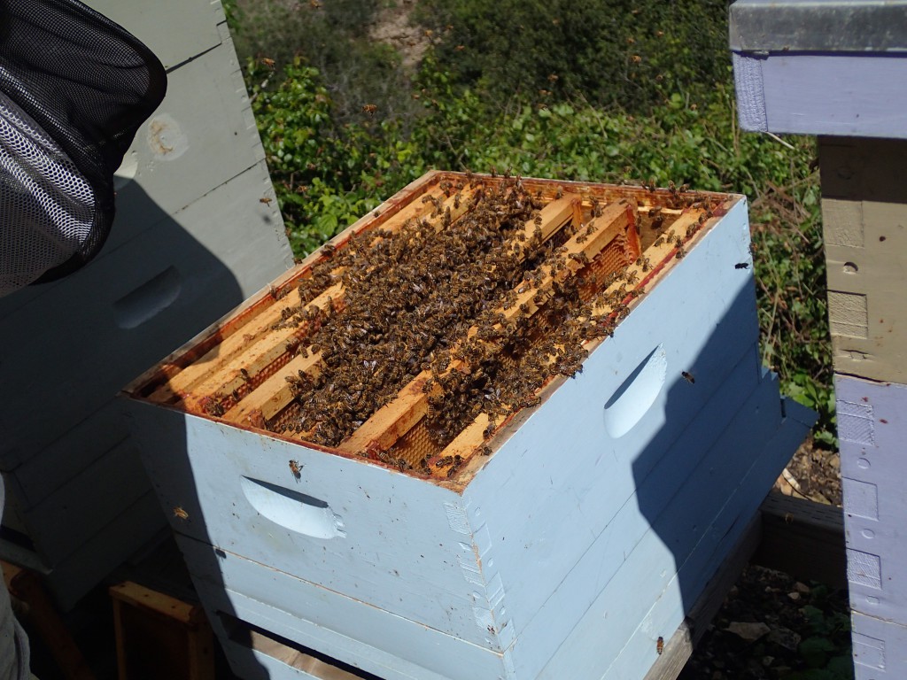 The swarm now lives in our Blue hive. We hope they stay here.