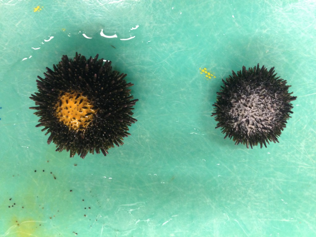 Female (left) and male (right) spawning purple sea urchins (Strongylocentrotus purpuratus). 20 January 2015. Photo credit:  Allison J. Gong