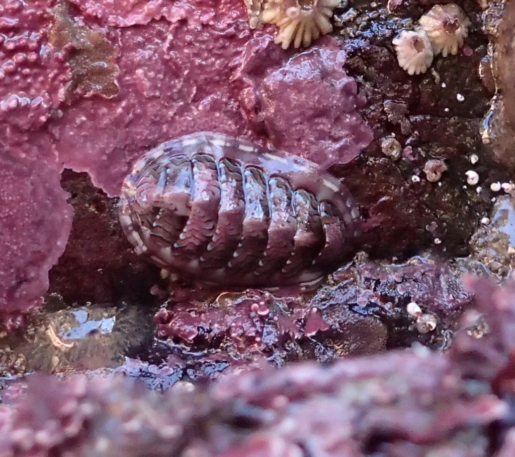 Coralline rock with critters, 18 January 2015.  Photo credit:  Allison J. Gong