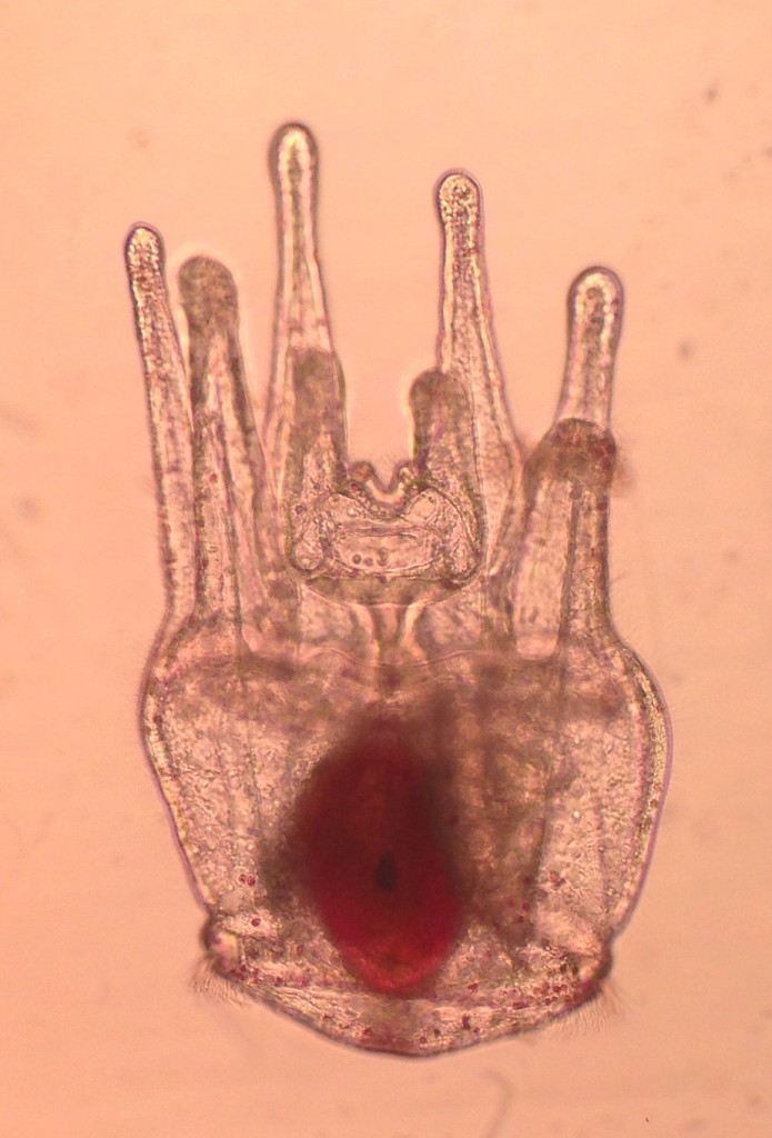 41-day-old pluteus larva of Strongylocentrotus purpuratus, 2 March 2015. ©Allison J. Gong 