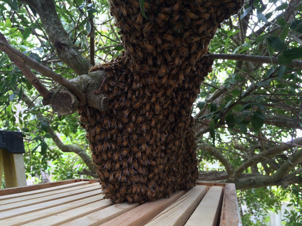 We lifted a box of frames under the swarm to entice the bees inside, 5 April 2015.