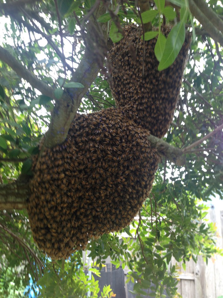 Large bi-lobed swarm of bees, 5 April 2015.