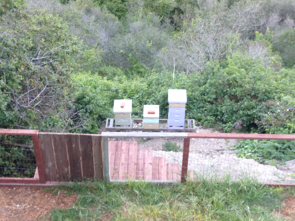 The three hives in Apiary #1. The new swarm is in the Blue hive. 9 April 2015. © Allison J. Gong