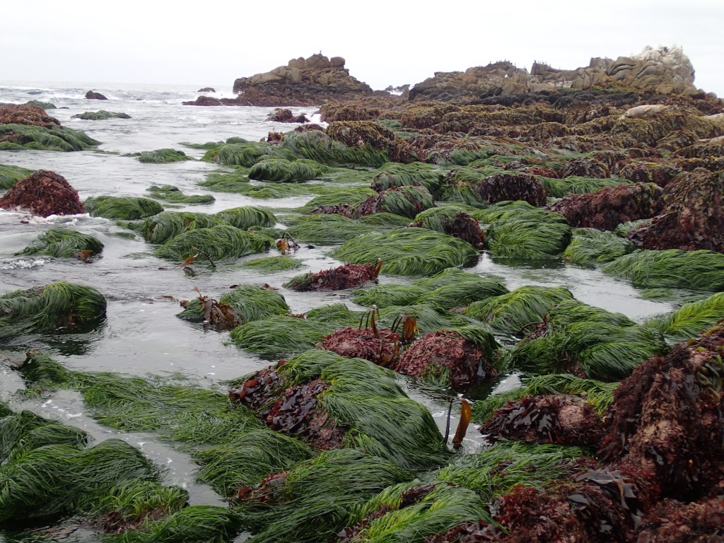 Beds of Phyllospadix scouleri at Point Pinos, 9 May 2015. © Allison J. Gong