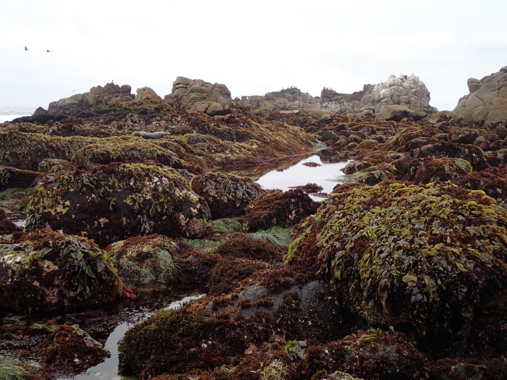 Macroalgae at Point Pinos, 9 May 2015. © Allison J. Gong