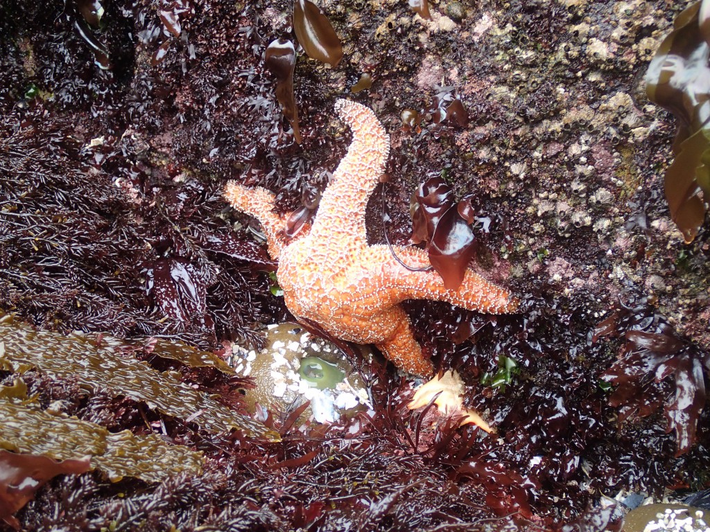 Large healthy Pisaster ochraceus (ochre star), 9 May 2015. © Allison J. Gong