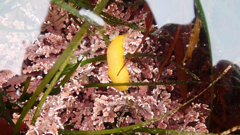 Doriopsilla albopunctata at Point Piños, 9 May 2015. © Allison J. Gong