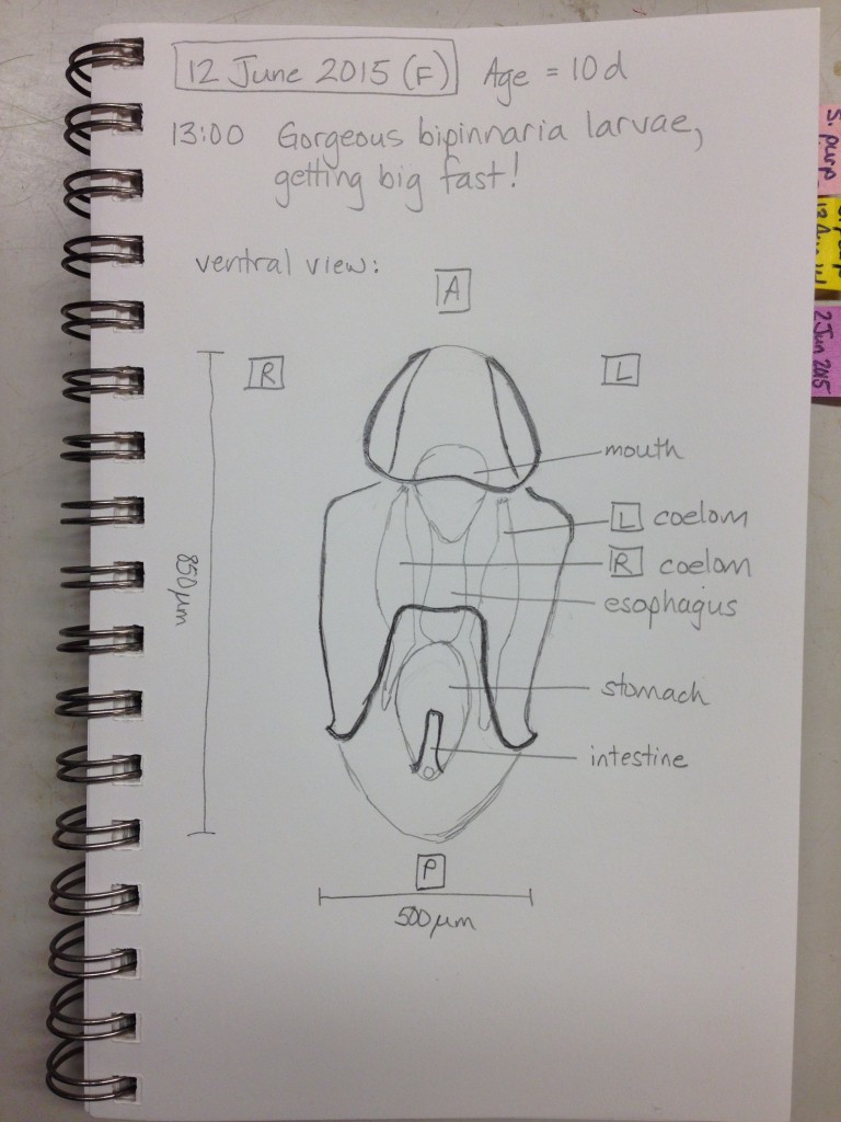 10-day-old bipinnaria larva of Pisaster ochraceus, drawn from life. 12 June 2015. © Allison J. Gong