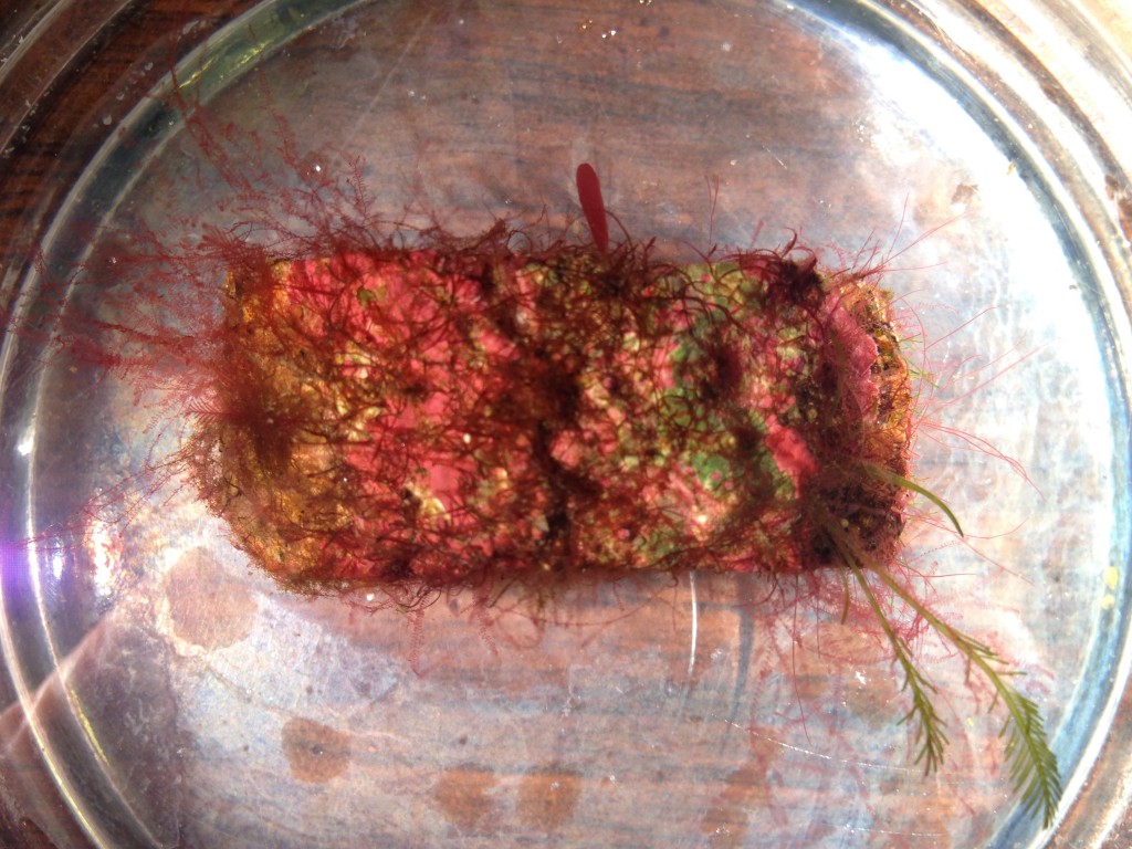 Coralline rock bearing red and green filamentous algae, 16 June 2015. © Allison J. Gong