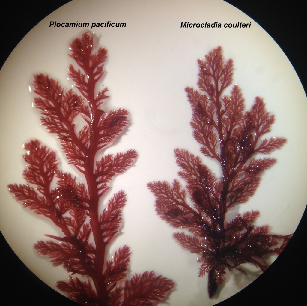 Plocamium pacificum (left) and Microcladia coulteri (right), 18 June 2015. © Allison J. Gong