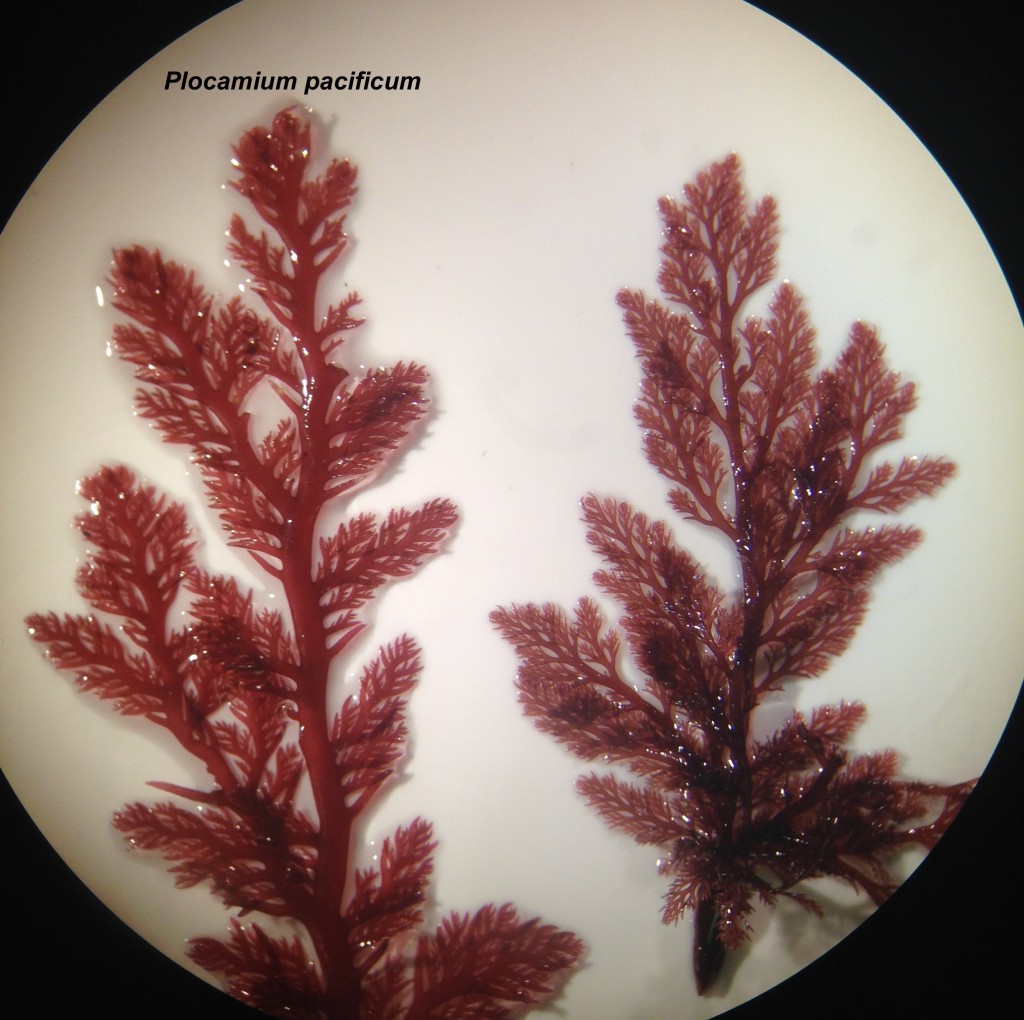 Plocamium pacificum (left) and a mystery look-alike (right), 18 June 2015. © Allison J. Gong 