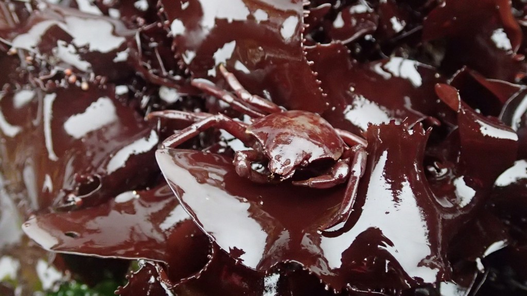 A beautifully camouflaged kelp crab (Pugettia producta) hiding in plain sight, 5 June 2015. © Allison J. Gong