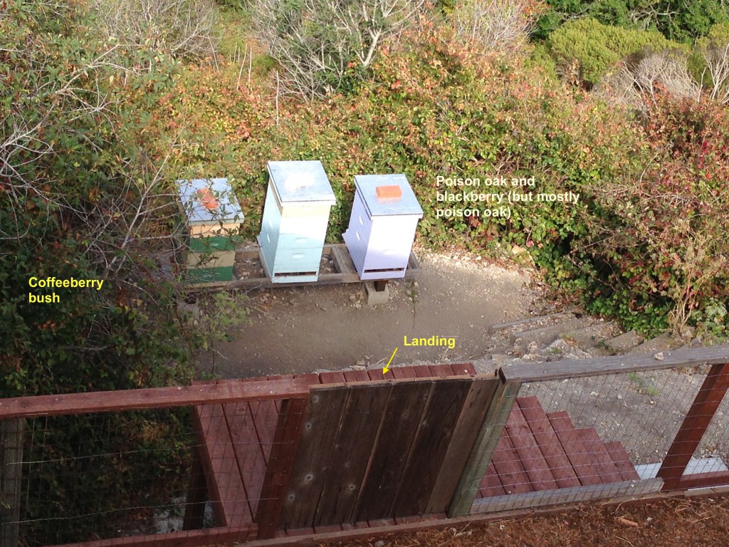 Green, Blue, and Purple hives facing into the canyon behind my house, 16 July 2015. © Allison J. Gong