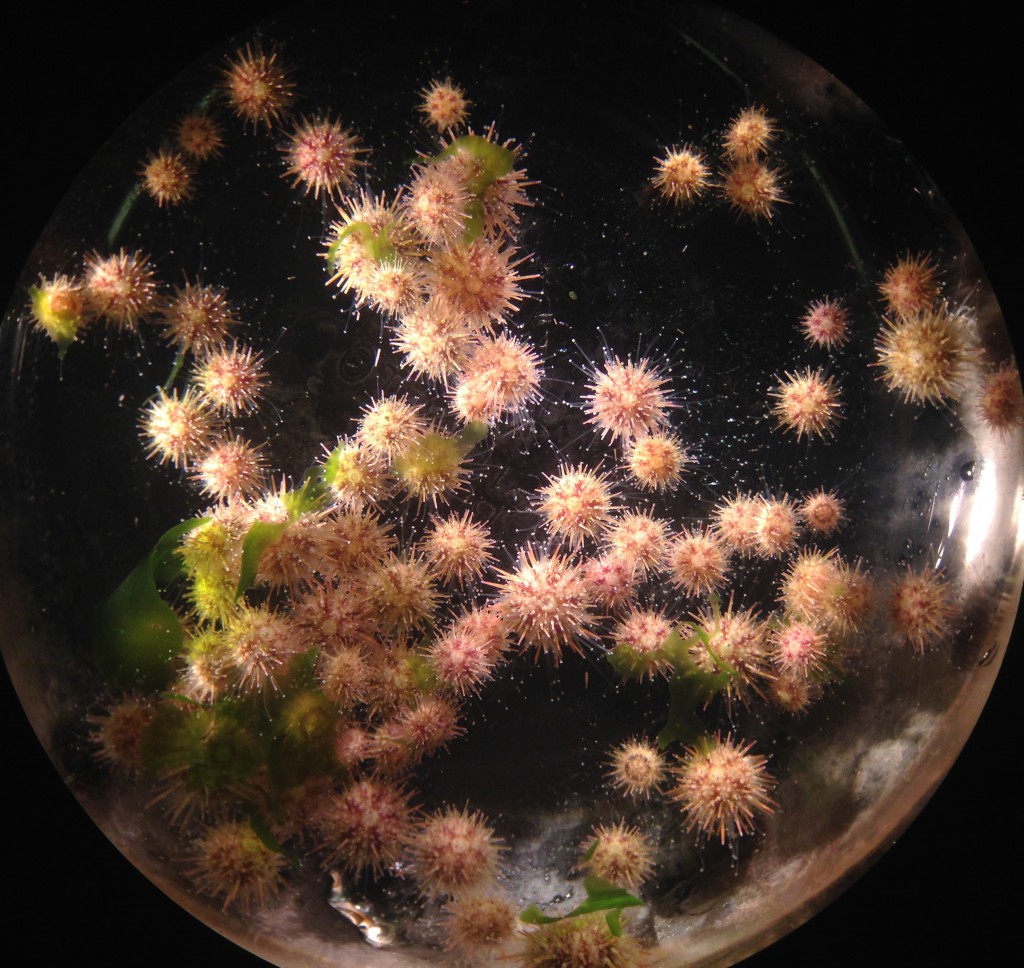 Juvenile Strongylocentrotus purpuratus feeding on the green alga Ulva sp., age 167 days. 6 July 2015. © Allison J. Gong