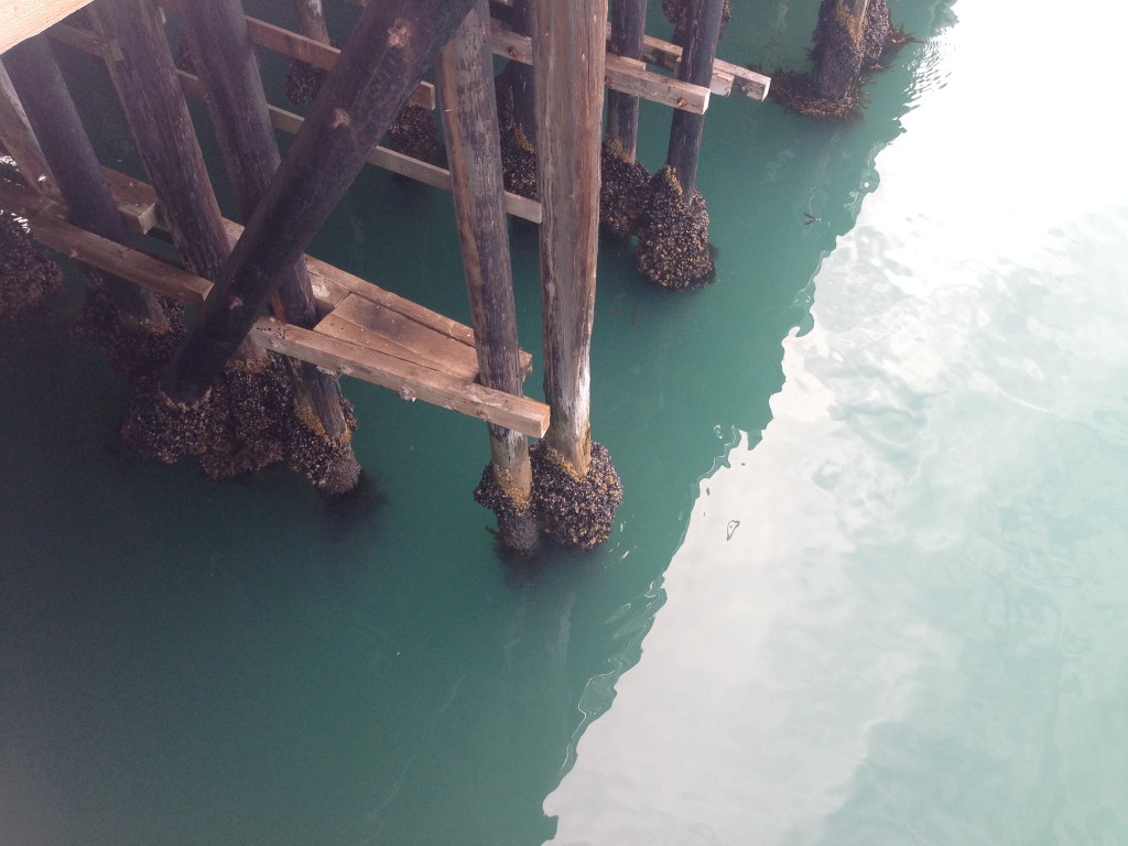 Water under the Santa Cruz Municipal Wharf, 19 July 2015. © Allison J. Gong