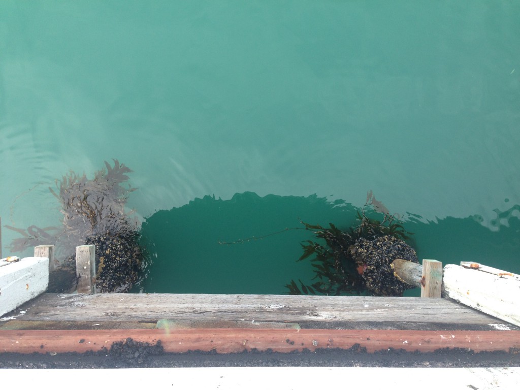 Water on the west side of the Santa Cruz Municipal Wharf, 19 July 2015. © Allison J. Gong