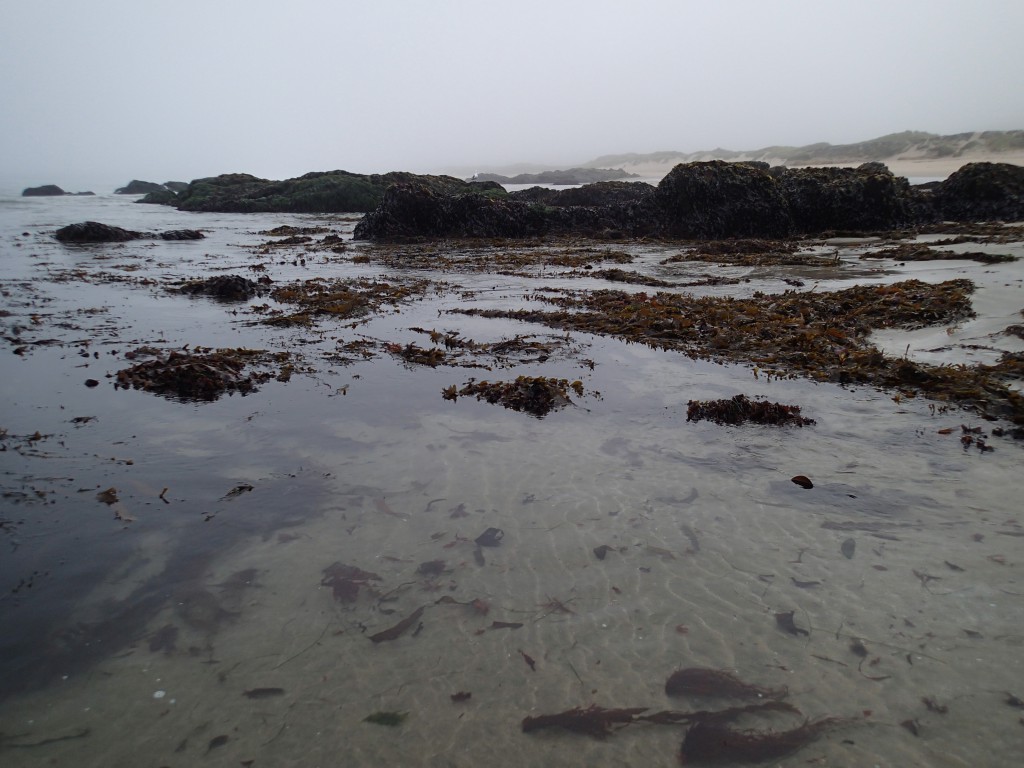 Intertidal at Franklin Point, 3 July 2015. © Allison J. Gong