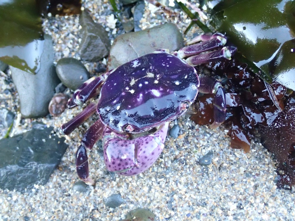 Hemigrapsus nudus, missing a left cheliped, at Pistachio Beach. 4 July 2015. © Allison J. Gong