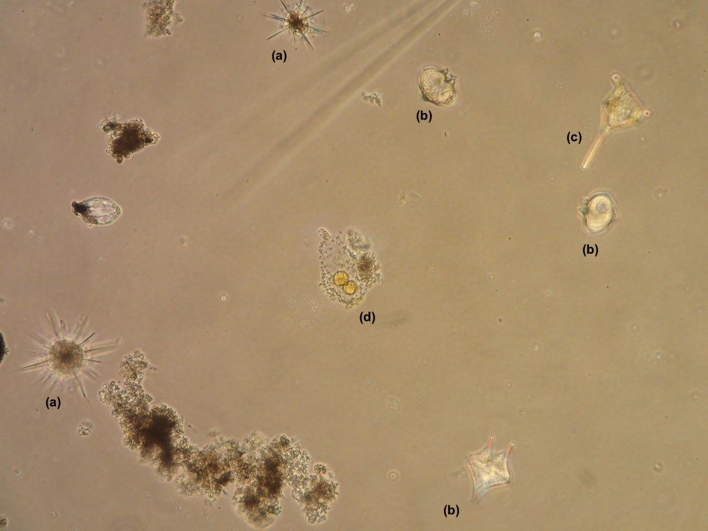 Marine phytoplankton collected from Santa Cruz Municipal Wharf, 24 July 2015. Key:  (a) Radiolarian, a type of amoeba; (b) Protoperidinium, a dinoflagellate; (c) Ceratium, a dinoflagellate; (d) unidentified golden cells. © Allison J. Gong