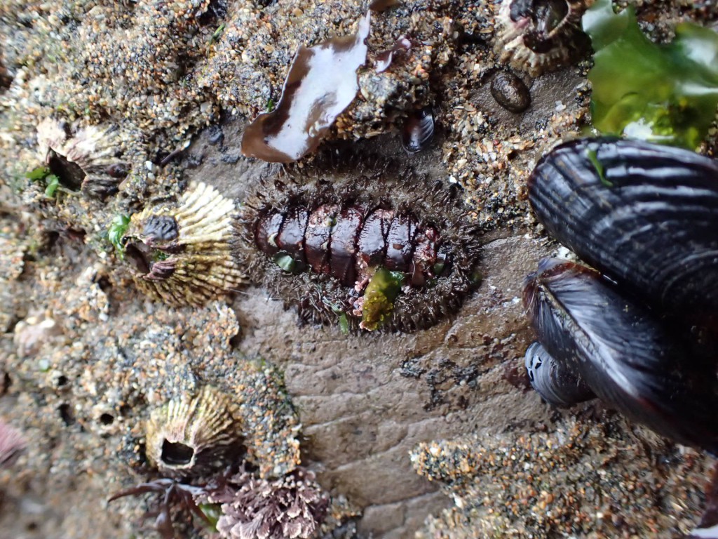 Mopalia muscosa at Davenport Landing, 2 August 2015. © Allison J. Gong