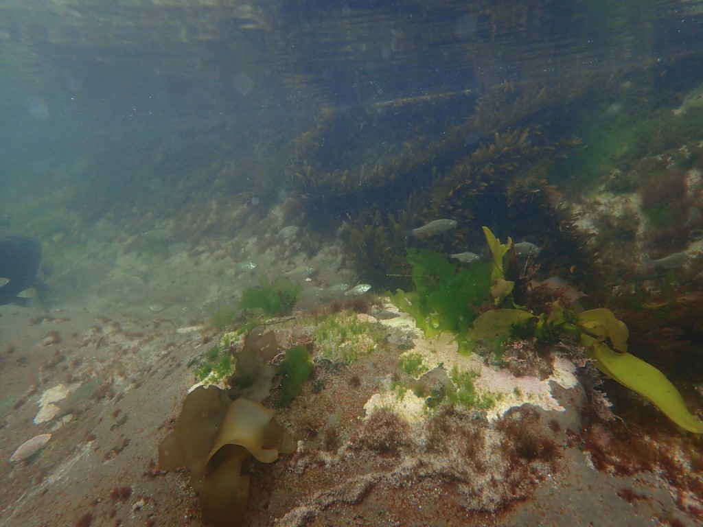 Shiner surfperches in large tidepool at Davenport Landing, 2 August 2015. © Allison J. Gong