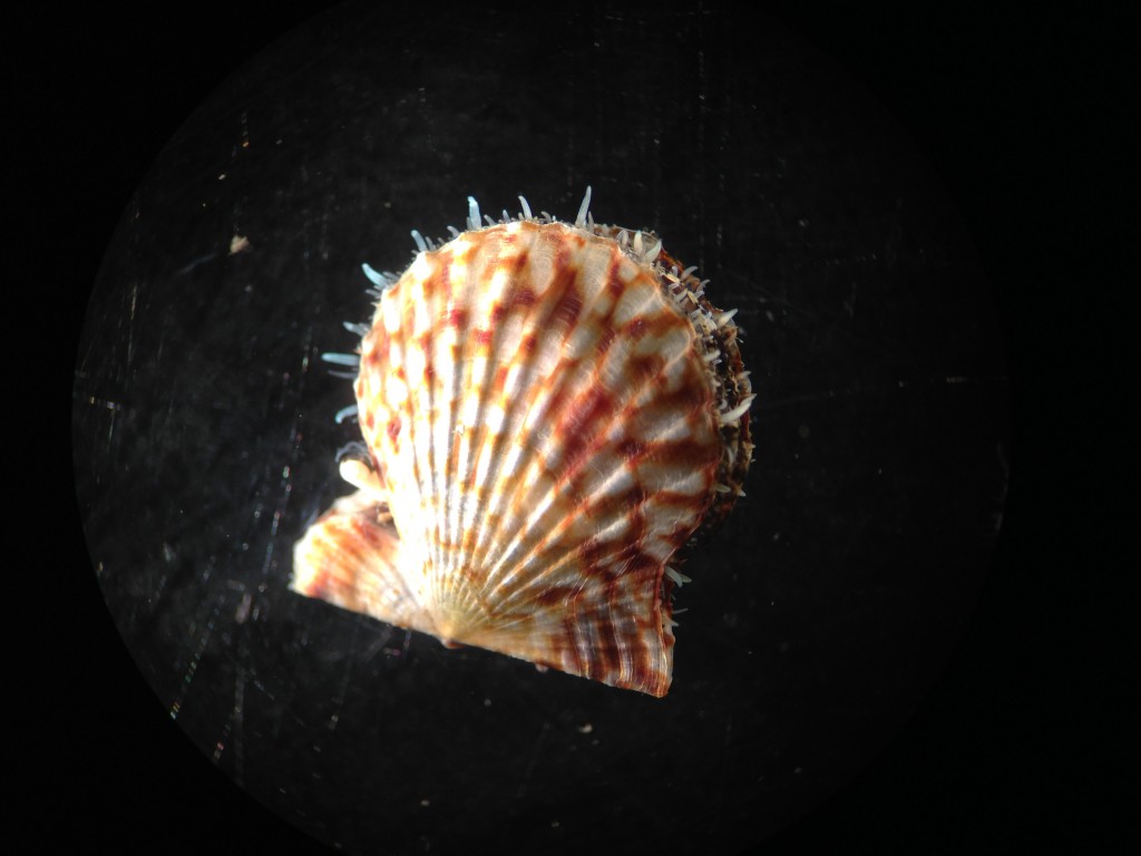 The larger rock scallop (Chlamys hastata) collected at the Santa Cruz Yacht Harbor. 14 September 2015 © Allison J. Gong