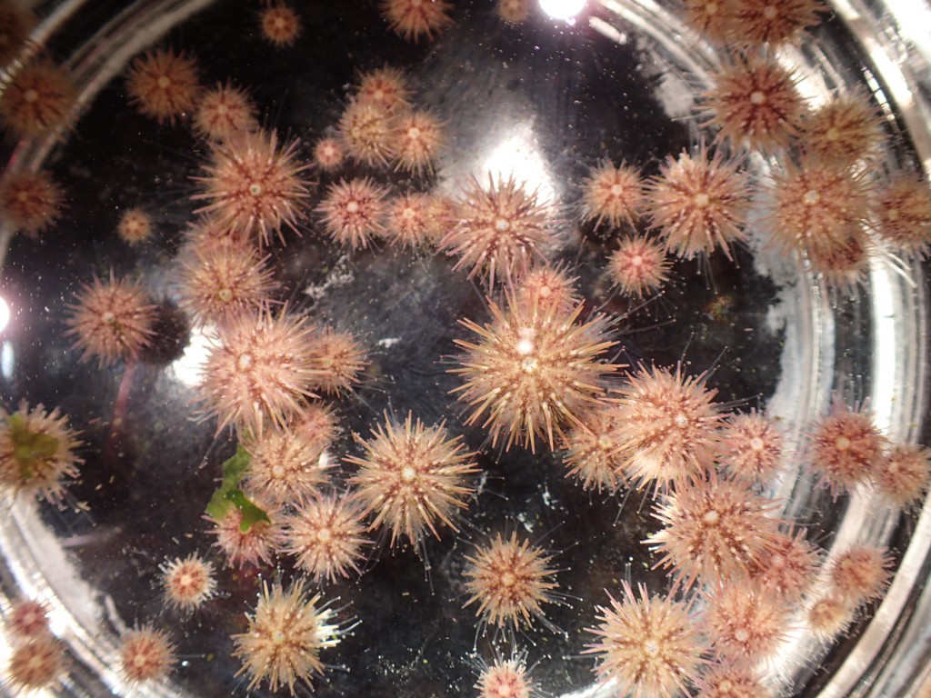 Juvenile sea urchins (Strongylocentrotus purpuratus) eating the green alga Ulva sp. 2 September 2015 © Allison J. Gong