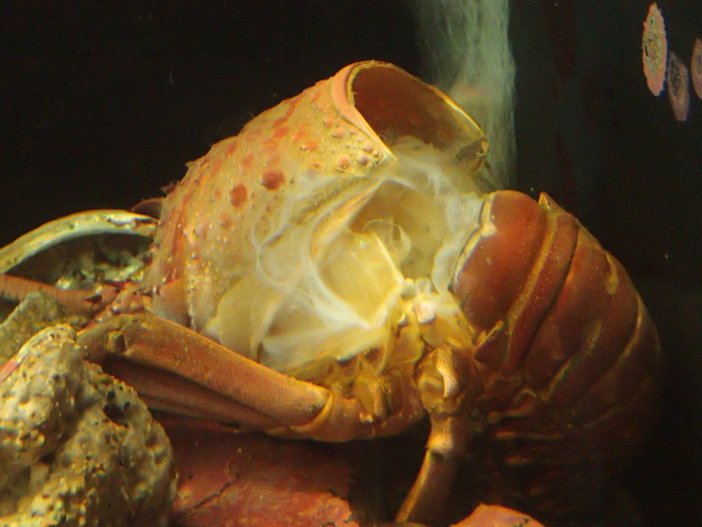 Molted exoskeleton of a spiny lobster (Panulirus interruptus). 7 September 2015 © Allison J. Gong