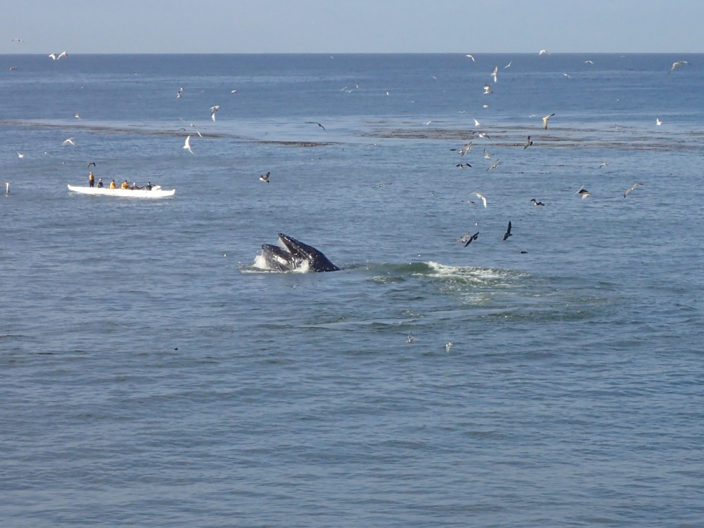 Humpback whale (Megaptera novaeangliae) lunge-feeding at Mitchell's Cove in Santa Cruz, CA. 16 September 2015 © Allison J. Gong