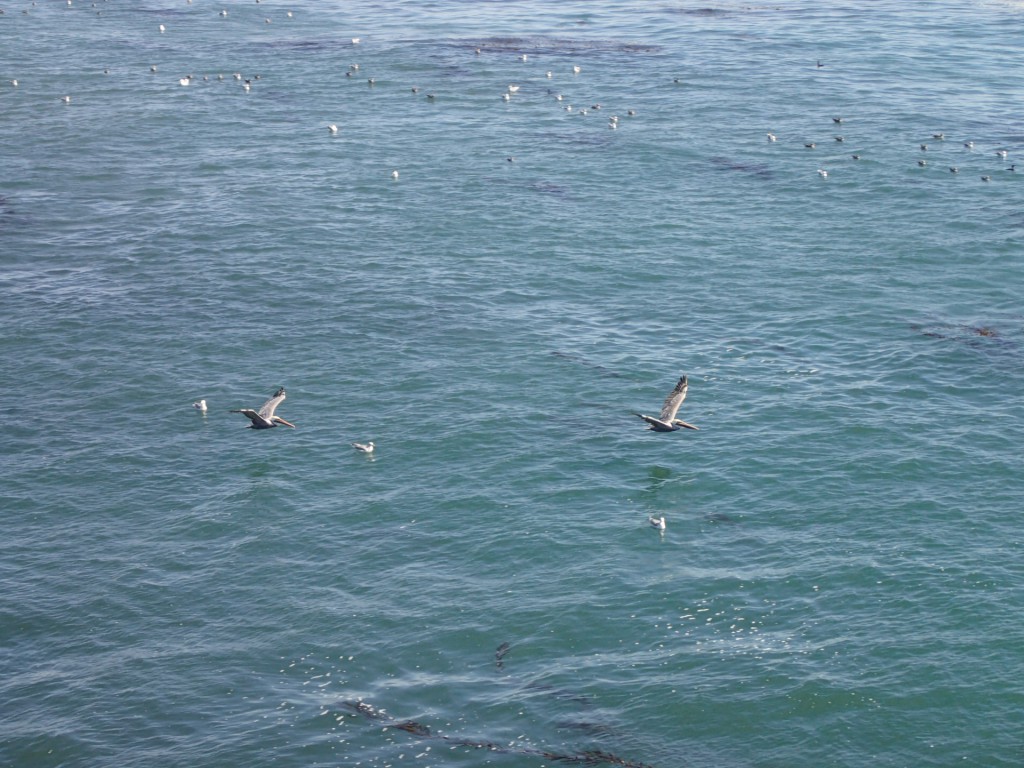 Brown pelicans in flight over Monterey Bay off Terrace Point. 20 September 2015 © Allison J. Gong