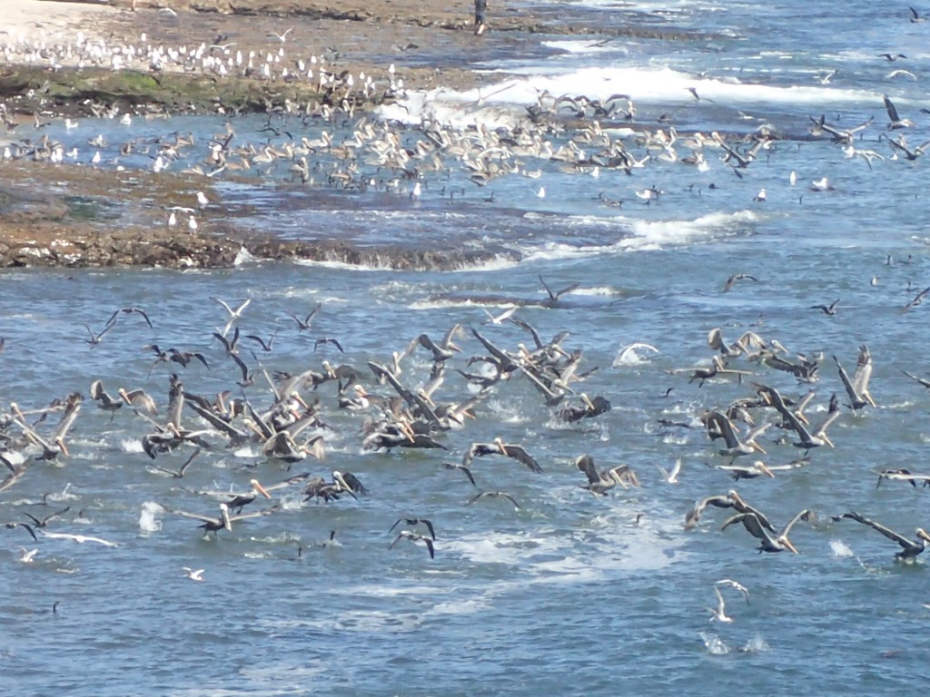 Pelicans 20 September 2015 © Allison J. Gong