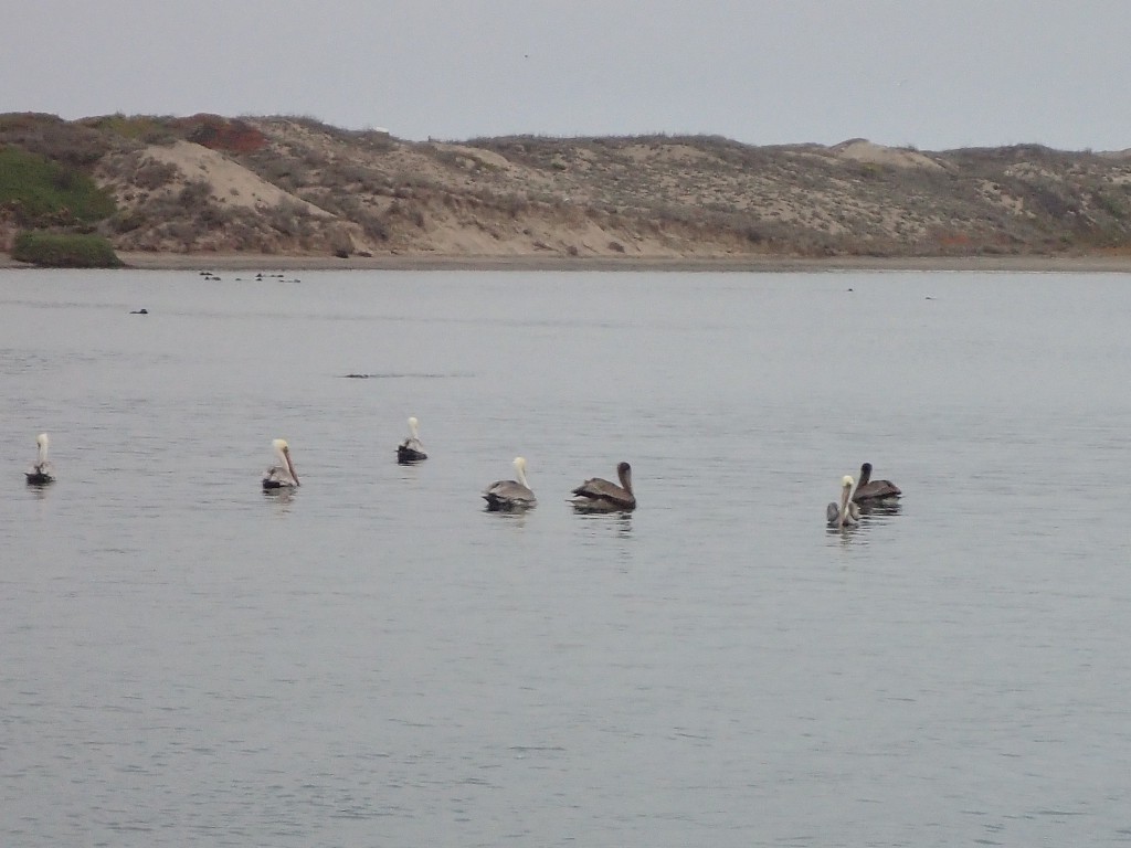 Adult (white-headed) and juvenile brown pelicans (Pelecanus occidentalis) in Moss Landing Harbor 16 October 2015 © Allison J. Gong