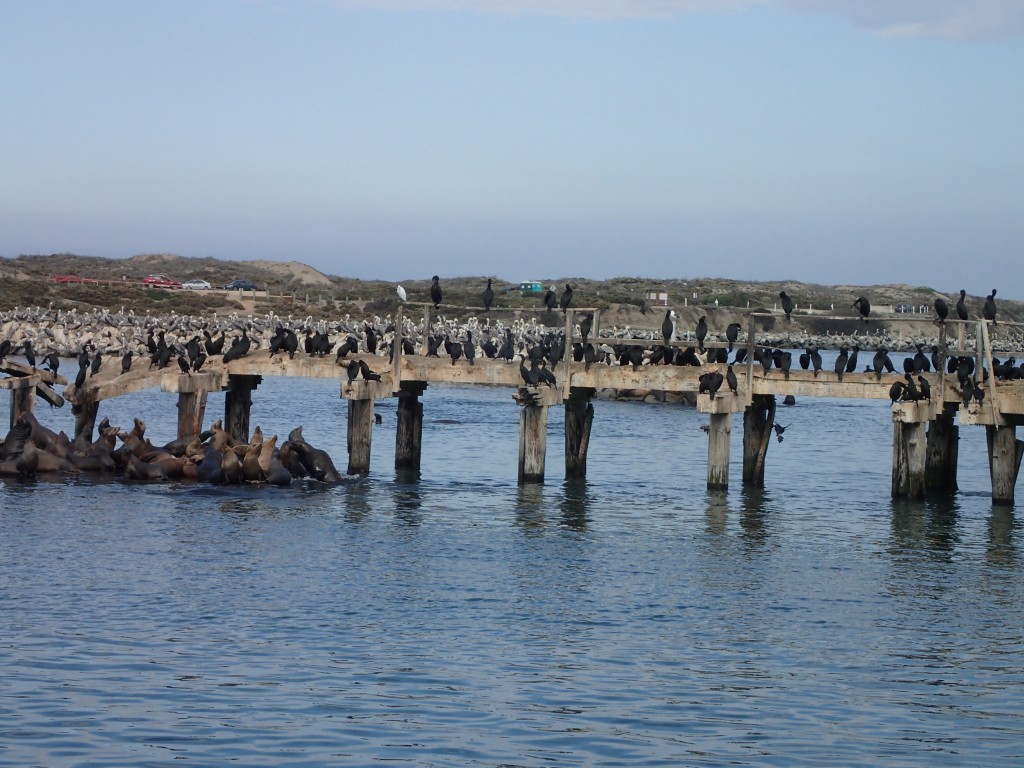 Assorted wildlife covering a dock in Moss Landing Harbor 16 October 2015 © Allison J. Gong