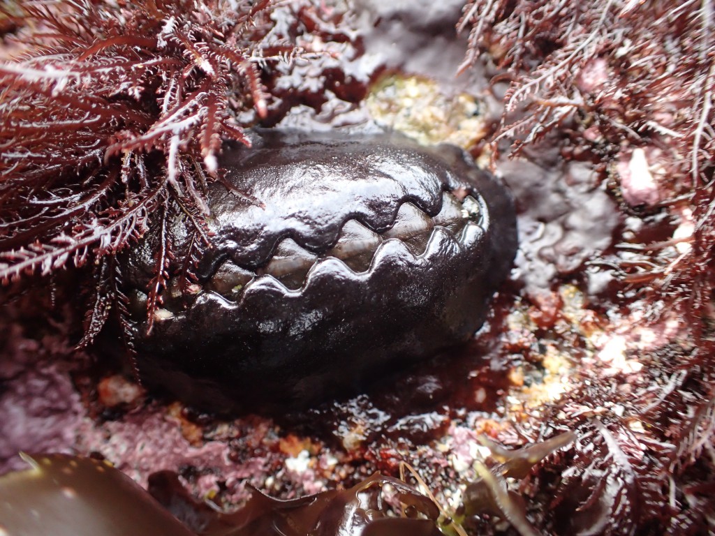 The black katy chiton (Katharina tunicata). 26 October 2015 © Allison J. Gong 