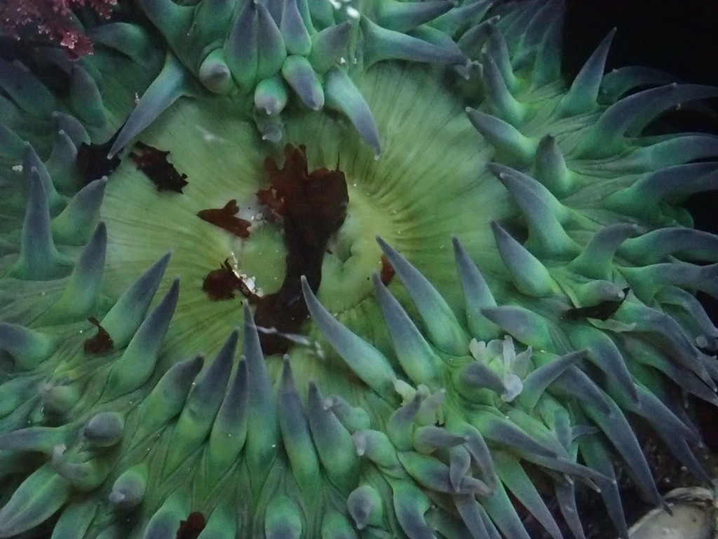 A beautiful Anthopleura xanthogrammica anemone at Point Pinos. 27 October 2015 © Allison J. Gong