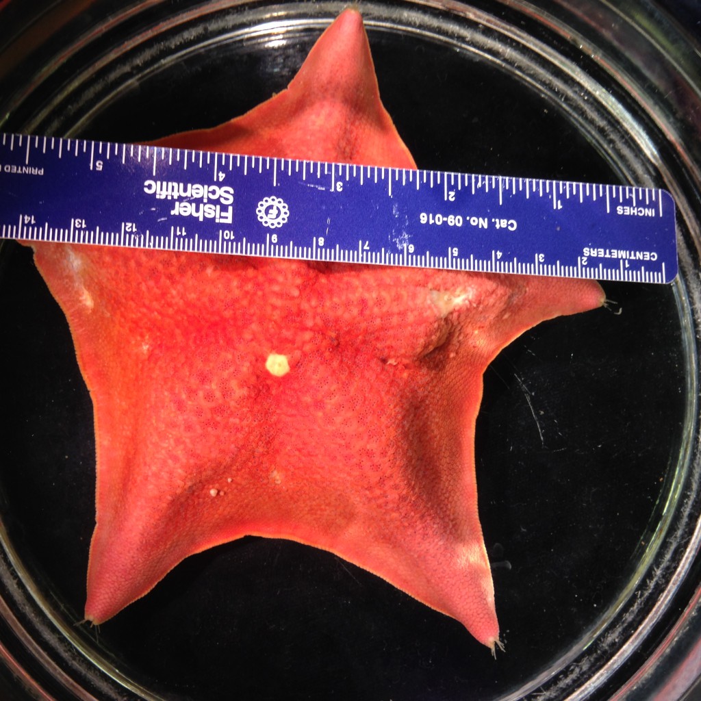 Patricia miniata (bat star) with aboral lesion. 24 November 2015 © Allison J. Gong