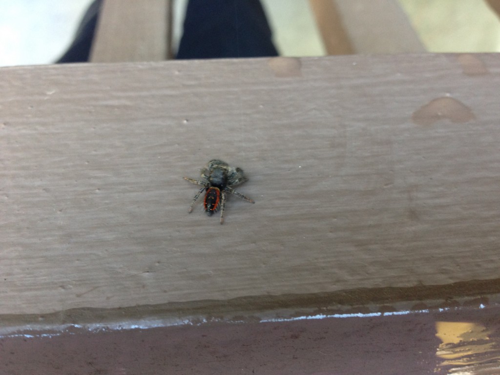 Red-backed jumping spider (Phidippus johnsoni). 4 December 2015 © Allison J. Gong