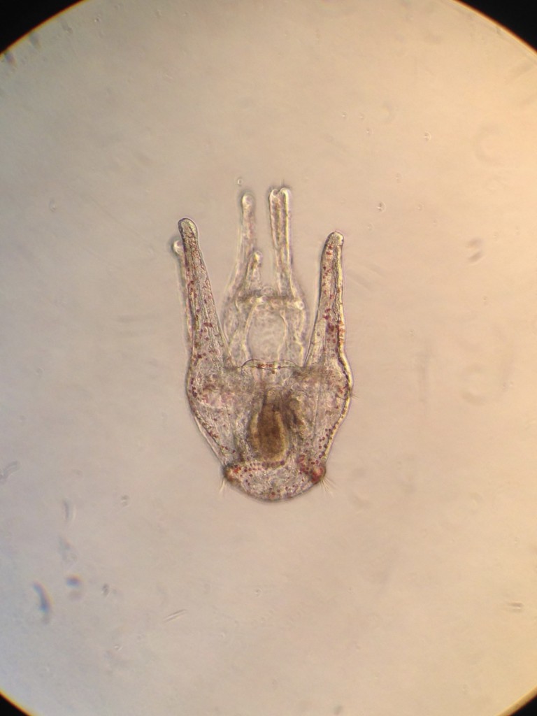 Ventral view of a 30-day-old pluteus larva of the purple sea urchin, Strongylocentrotus purpuratus. 4 December 2015 © Allison J. Gong