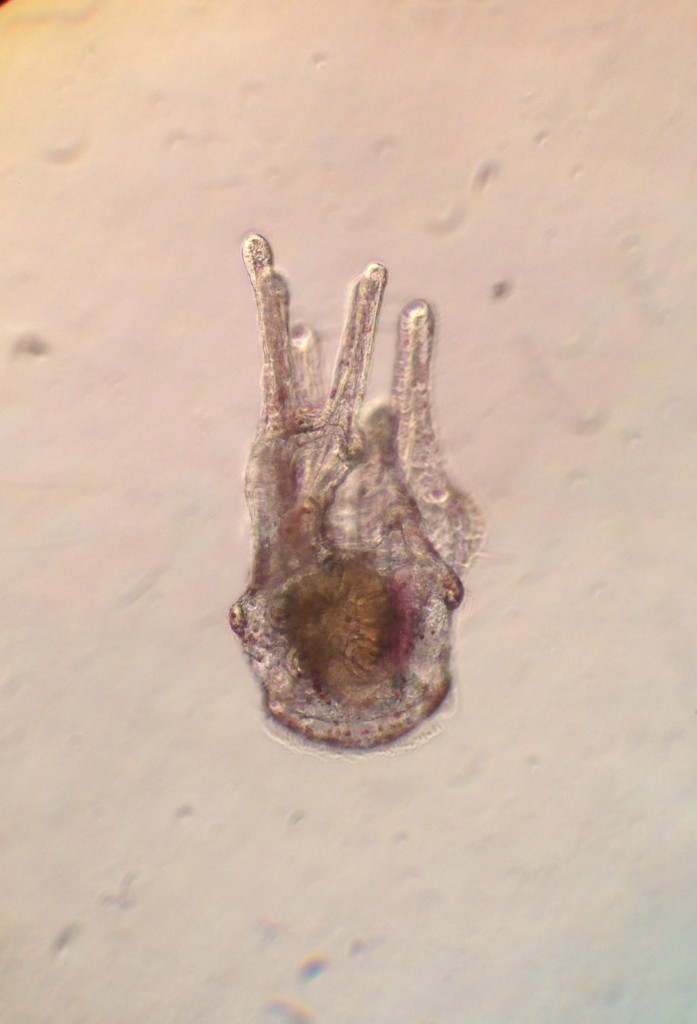 Left-side view of a 33-day-old pluteus larva of the purple sea urchin, Strongylocentrotus purpuratus. 7 December 2015 © Allison J. Gong