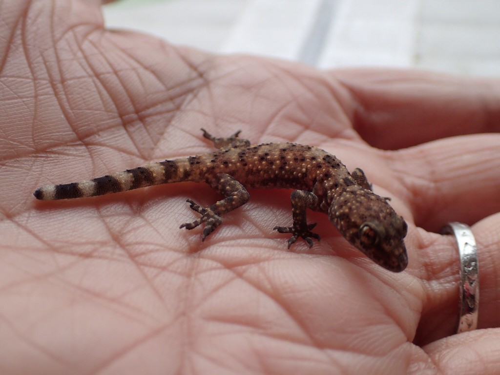 Small lizard found in my parents' backyard in Fresno, California. 19 December 2015 © Allison J. Gong